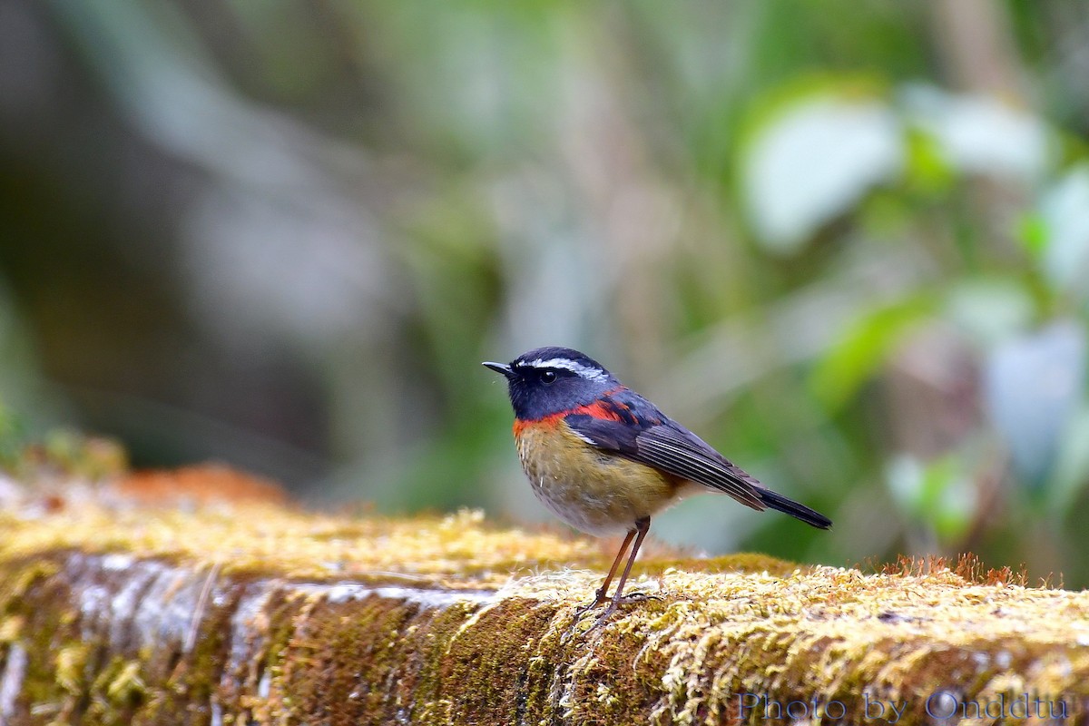 Collared Bush-Robin - Anonymous