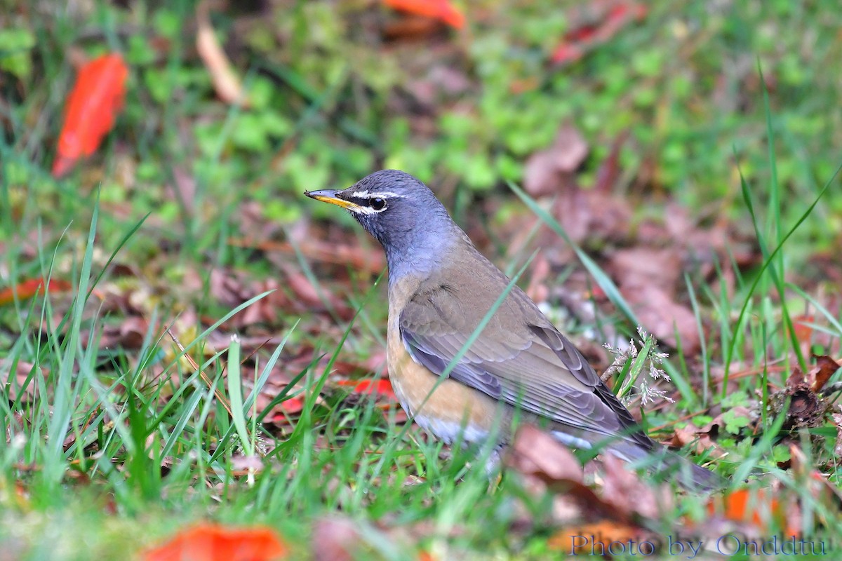 Eyebrowed Thrush - ML94233801