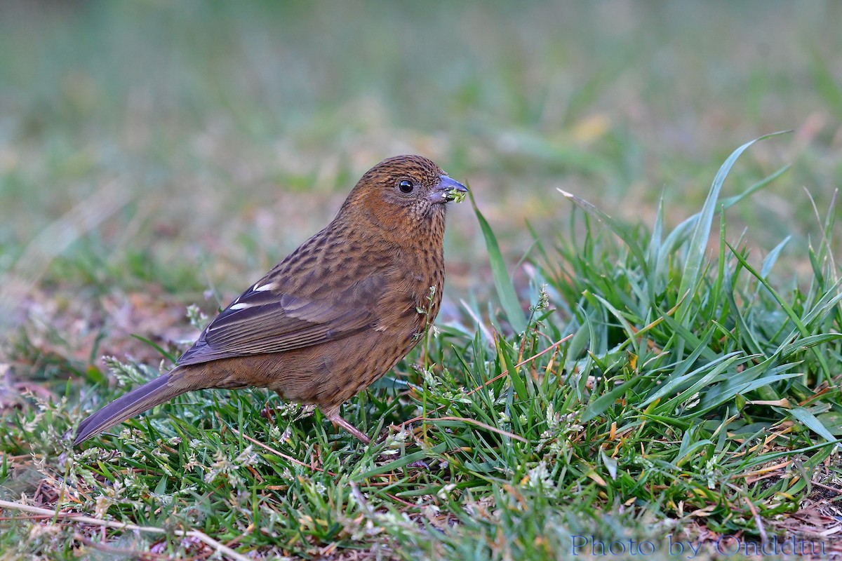 Taiwan Rosefinch - Anonymous