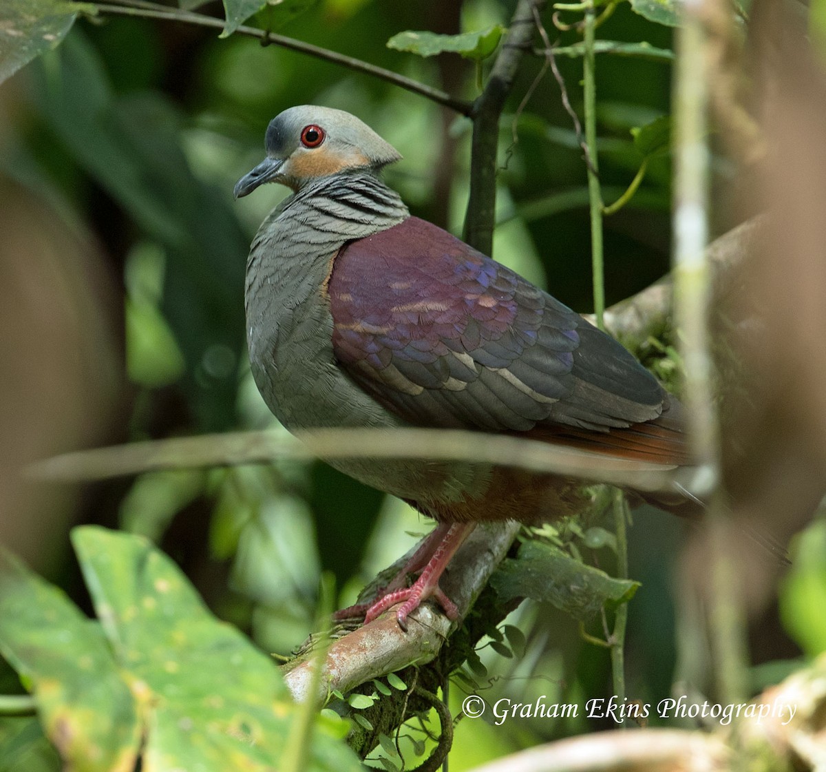Crested Quail-Dove - Graham Ekins