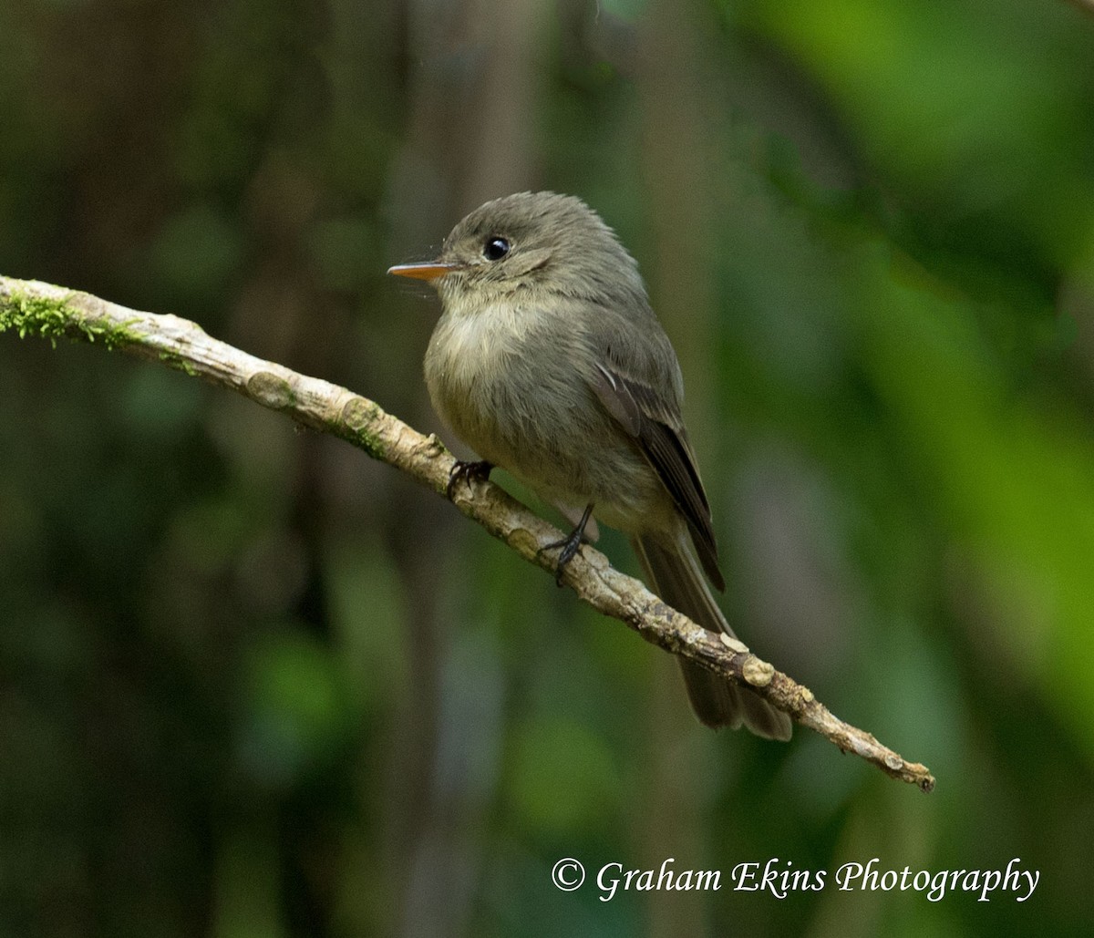 Jamaican Pewee - Graham Ekins