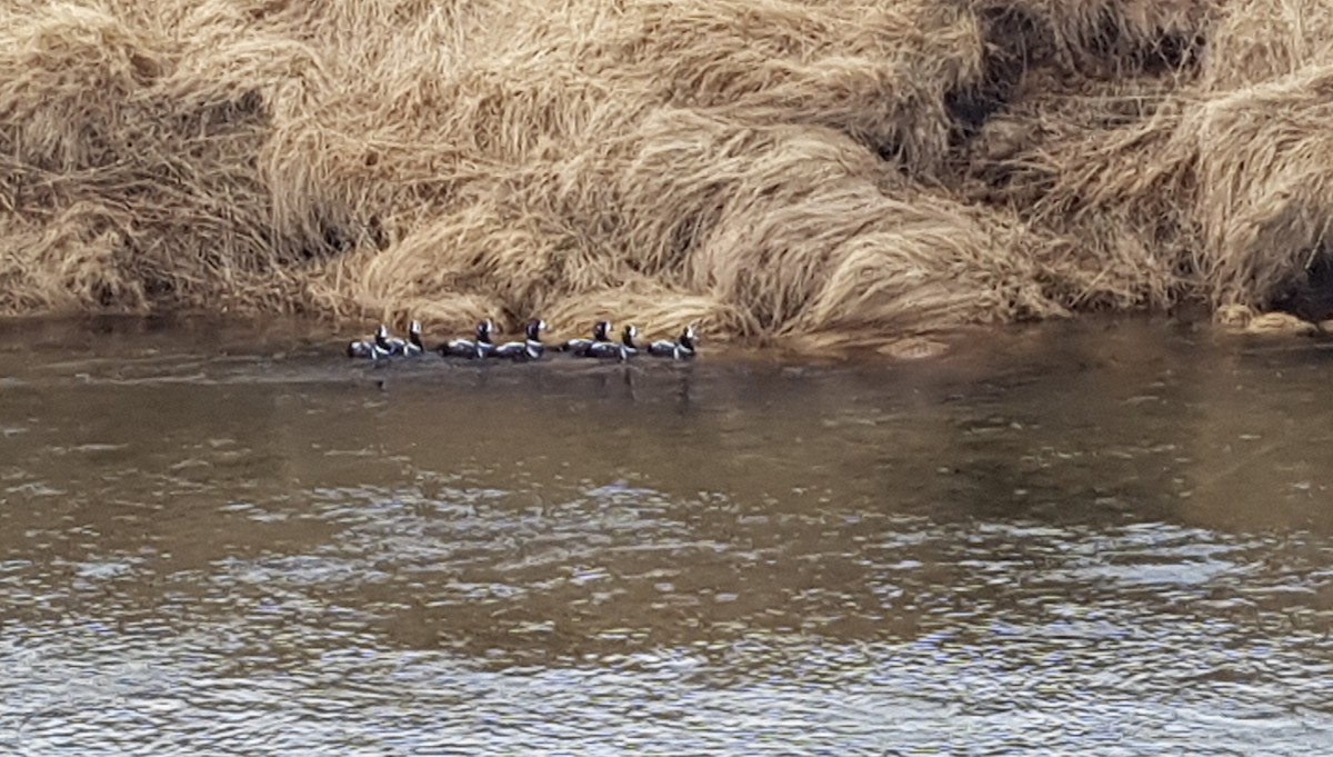 ברווז איסלנדי - ML94234951