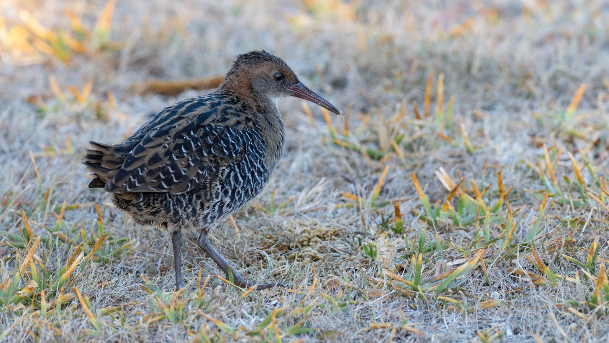 Lewin's Rail - Barry Deacon