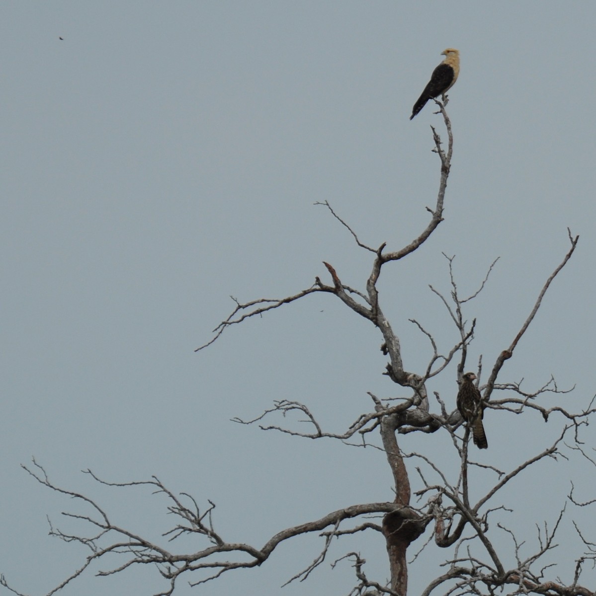 Yellow-headed Caracara - ML94235521