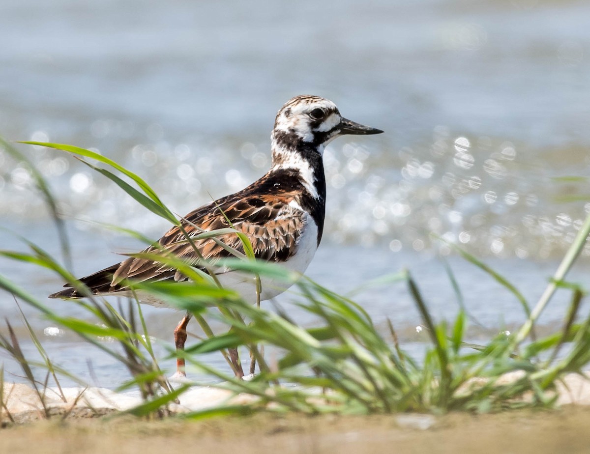 Ruddy Turnstone - ML94235771