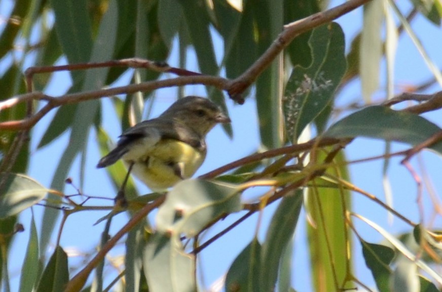 Weebill - Stephen Haase