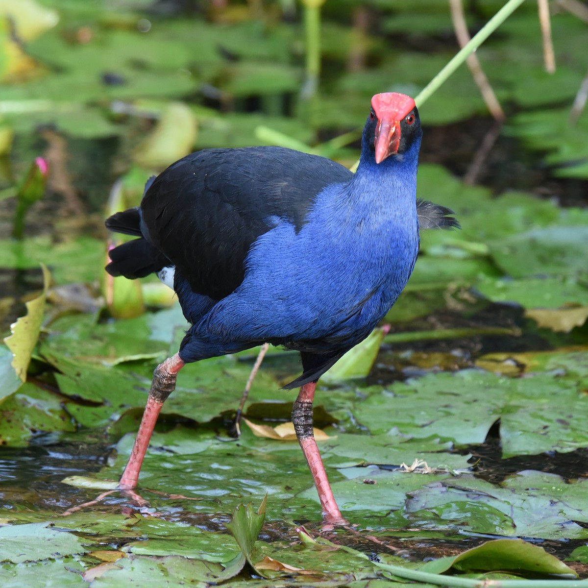 Australasian Swamphen - ML94237161