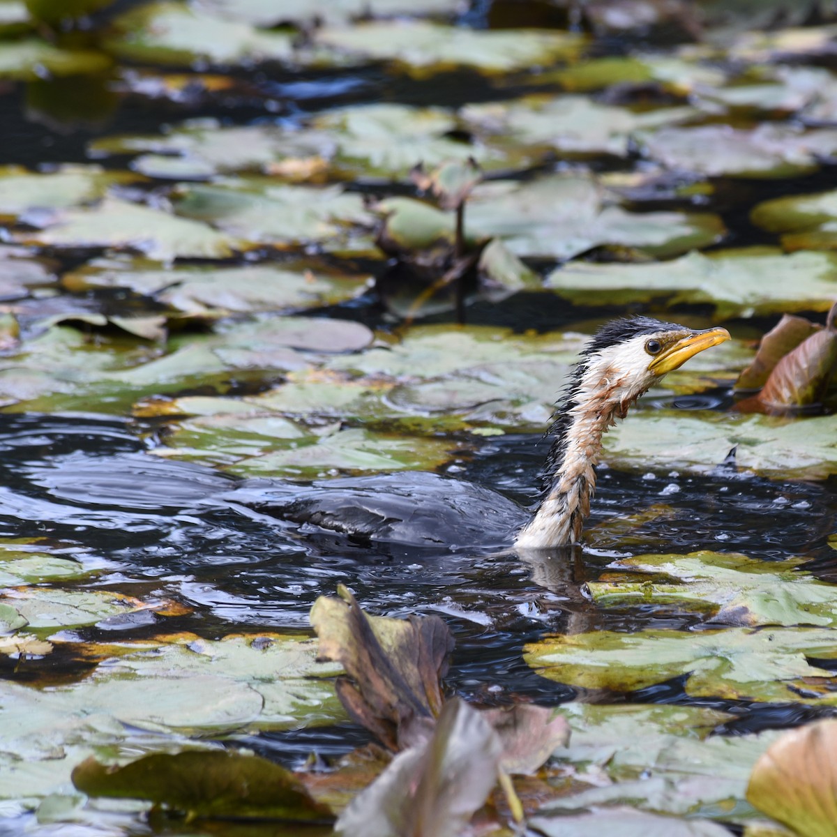 Little Pied Cormorant - ML94237361