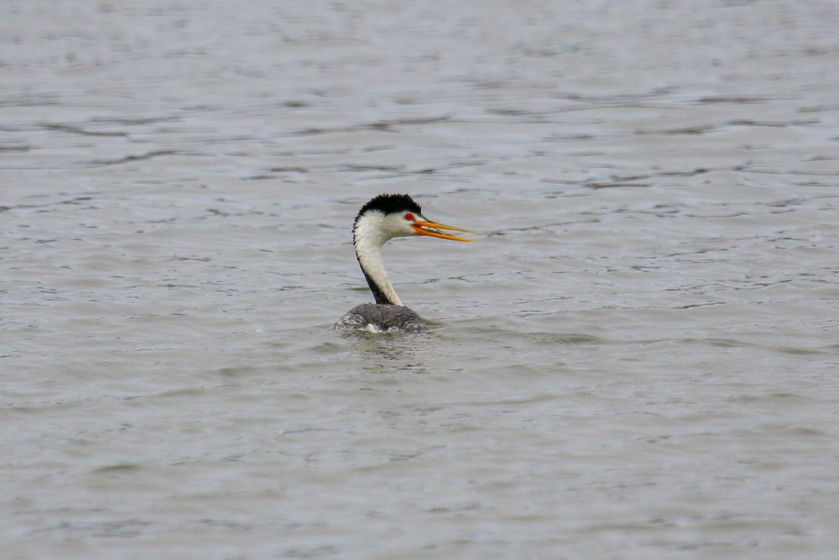 Clark's Grebe - ML94238911