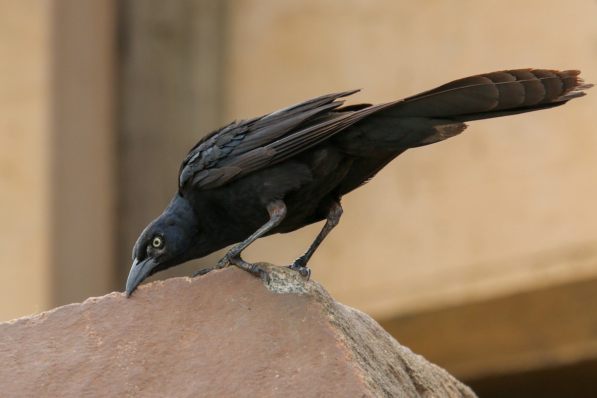 Great-tailed Grackle - ML94239151
