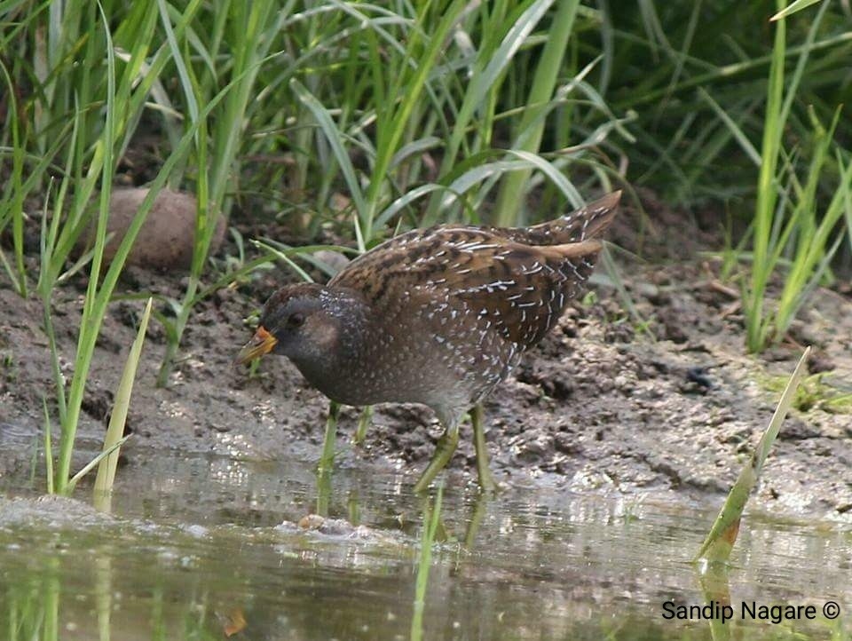 Spotted Crake - ML94239761