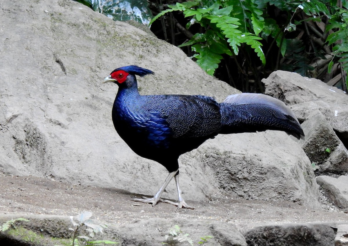 Kalij Pheasant - Liao Tzu-Chiang