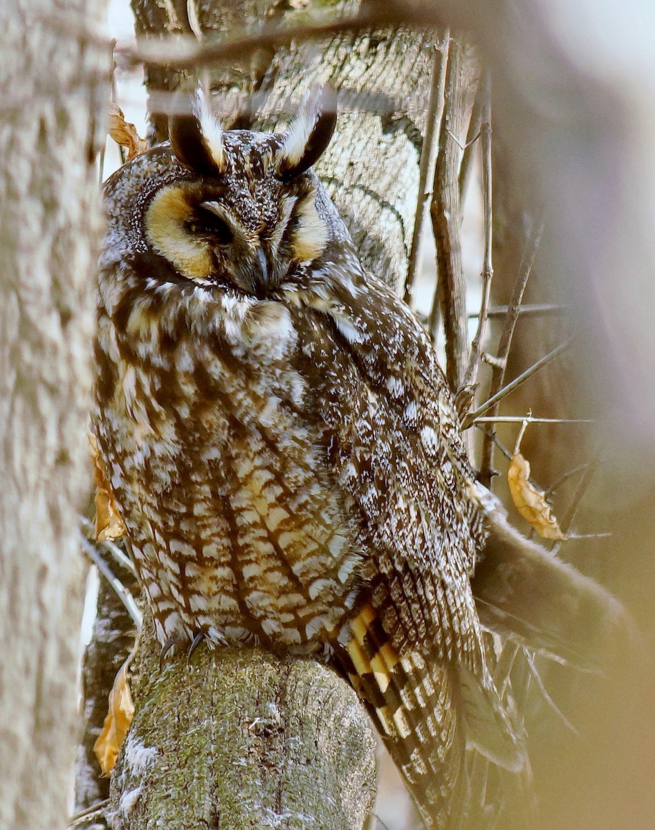 Long-eared Owl - ML94243181