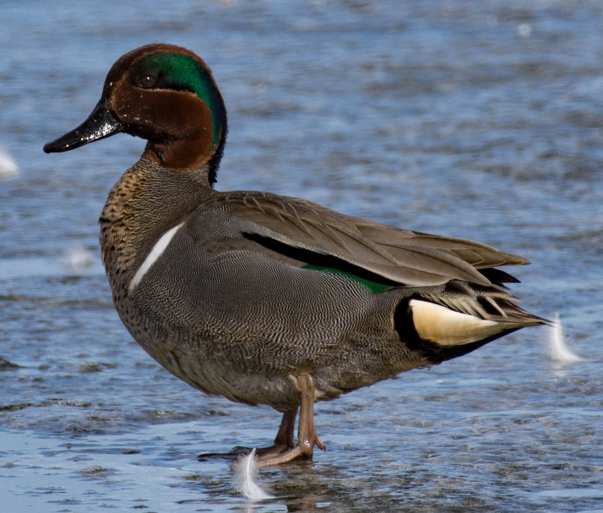 Green-winged Teal - ML94244271