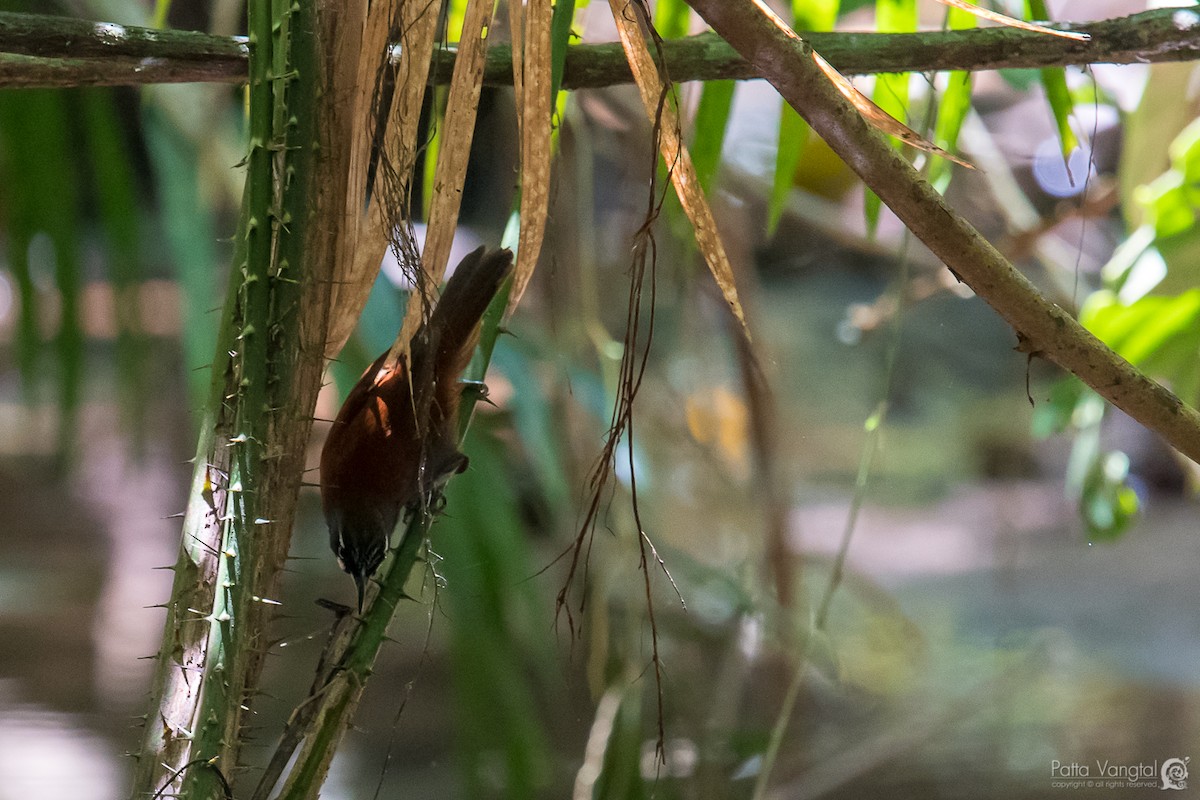 Black-throated Babbler - ML94244771