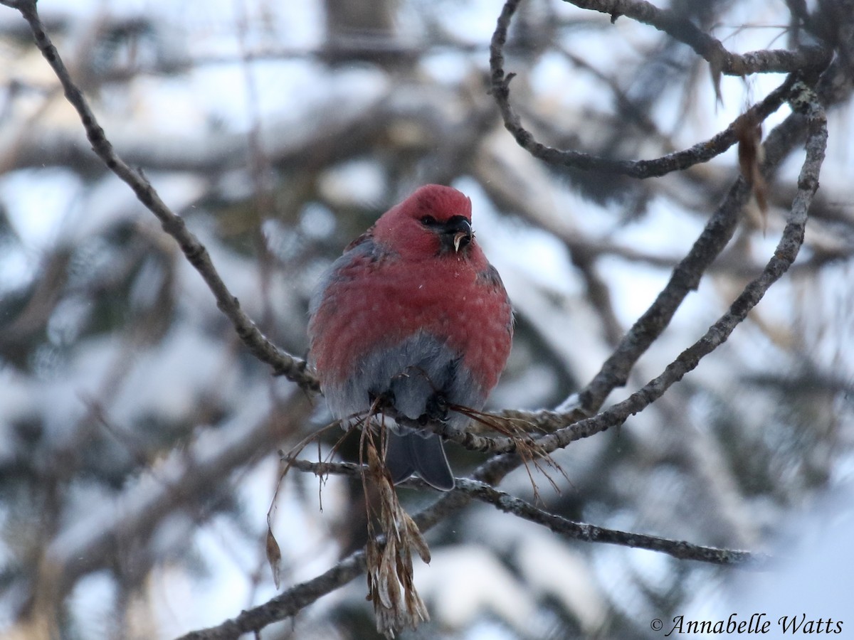 Pine Grosbeak - ML94245321