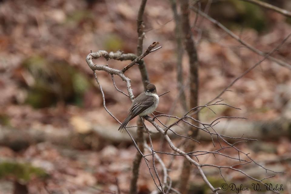 Eastern Phoebe - ML94246261