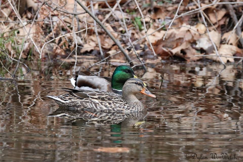 Mallard - dylan welch