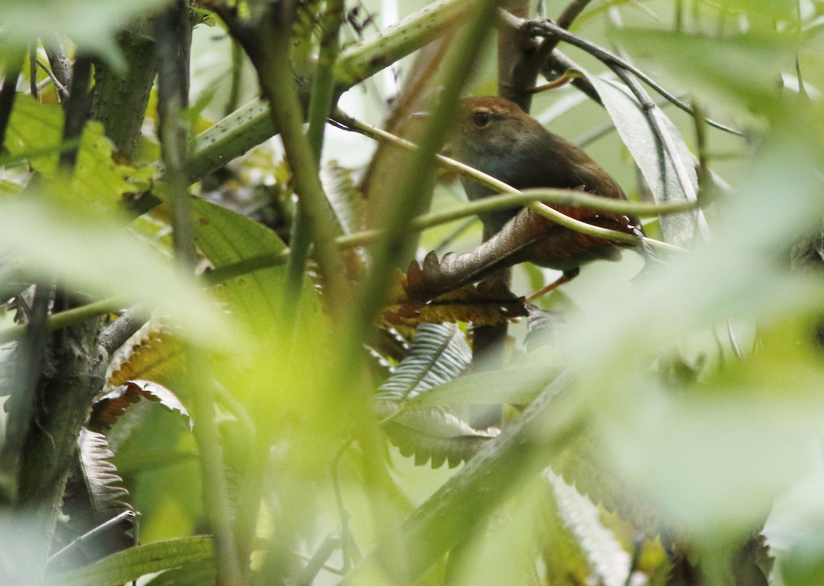 Russet-capped Tesia - David Beadle