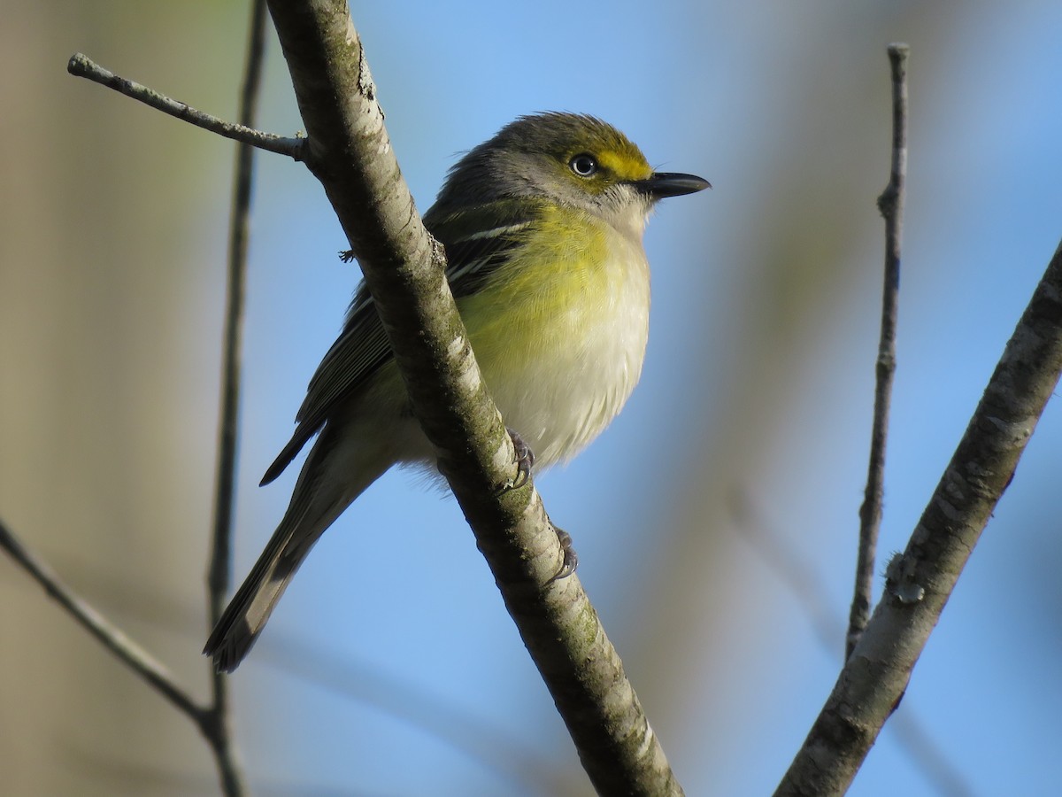 White-eyed Vireo - ML94246751