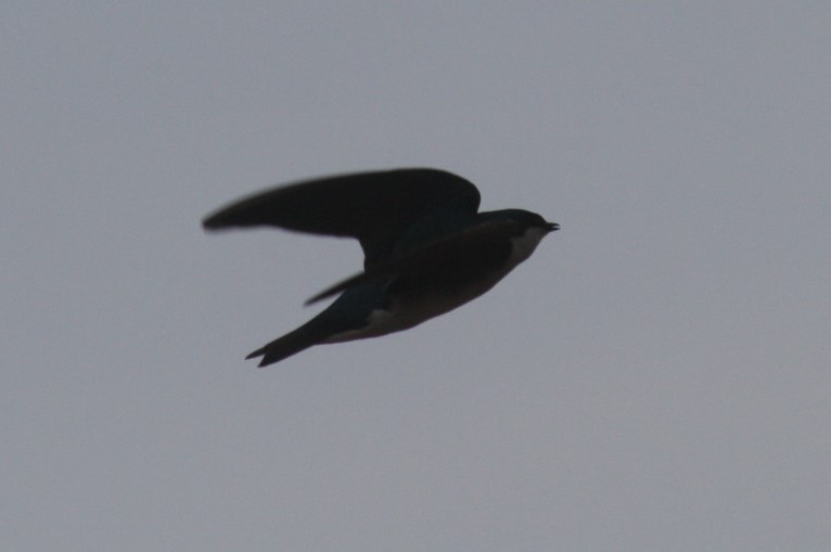 Tree Swallow - Sam Greene