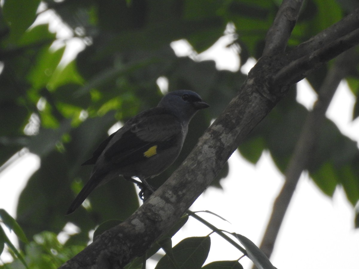 Yellow-winged Tanager - ML94250091