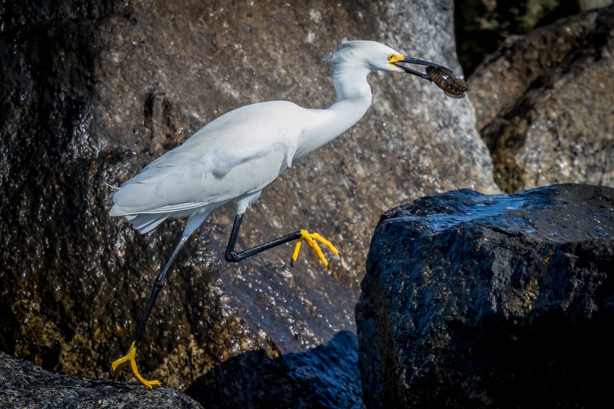 Snowy Egret - Robert Kirk