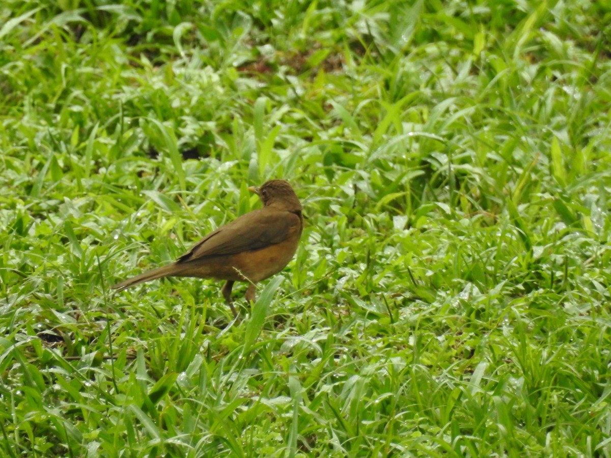 Clay-colored Thrush - Heidi Pasch de Viteri