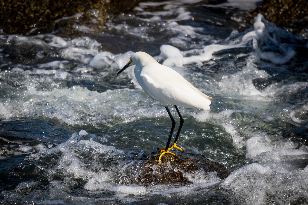 Snowy Egret - Robert Kirk