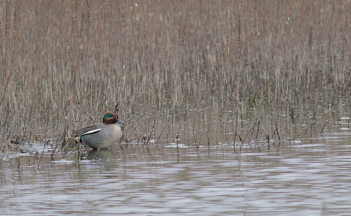 Green-winged Teal (Eurasian) - Adrien Mauss