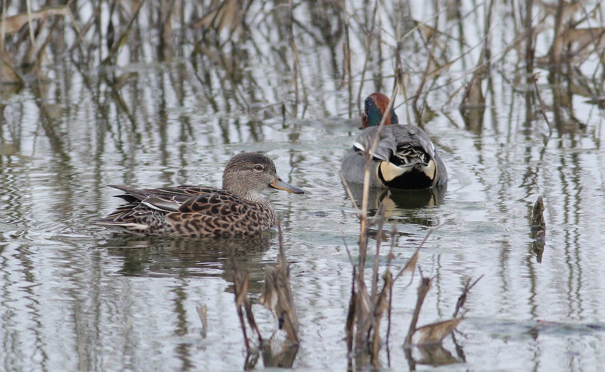 Green-winged Teal (Eurasian) - ML94252241