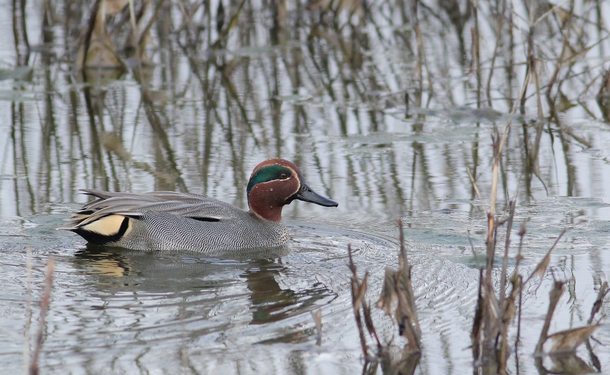 Green-winged Teal (Eurasian) - ML94252271