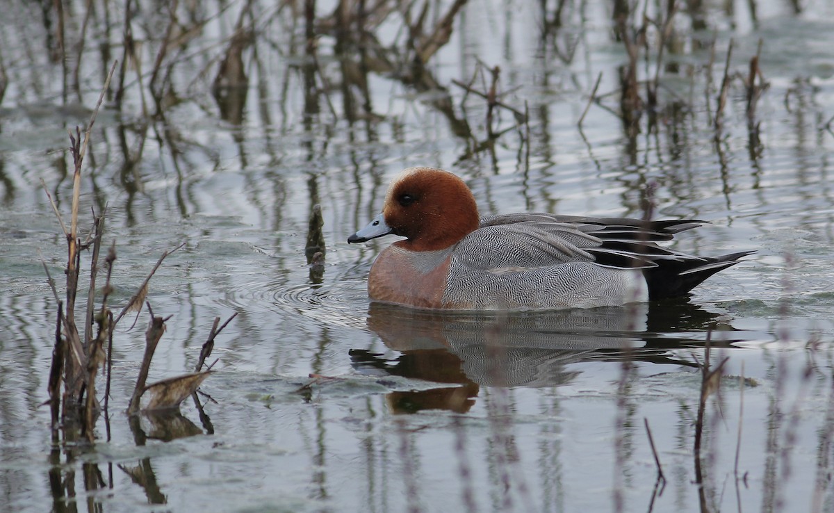 Eurasian Wigeon - ML94252431