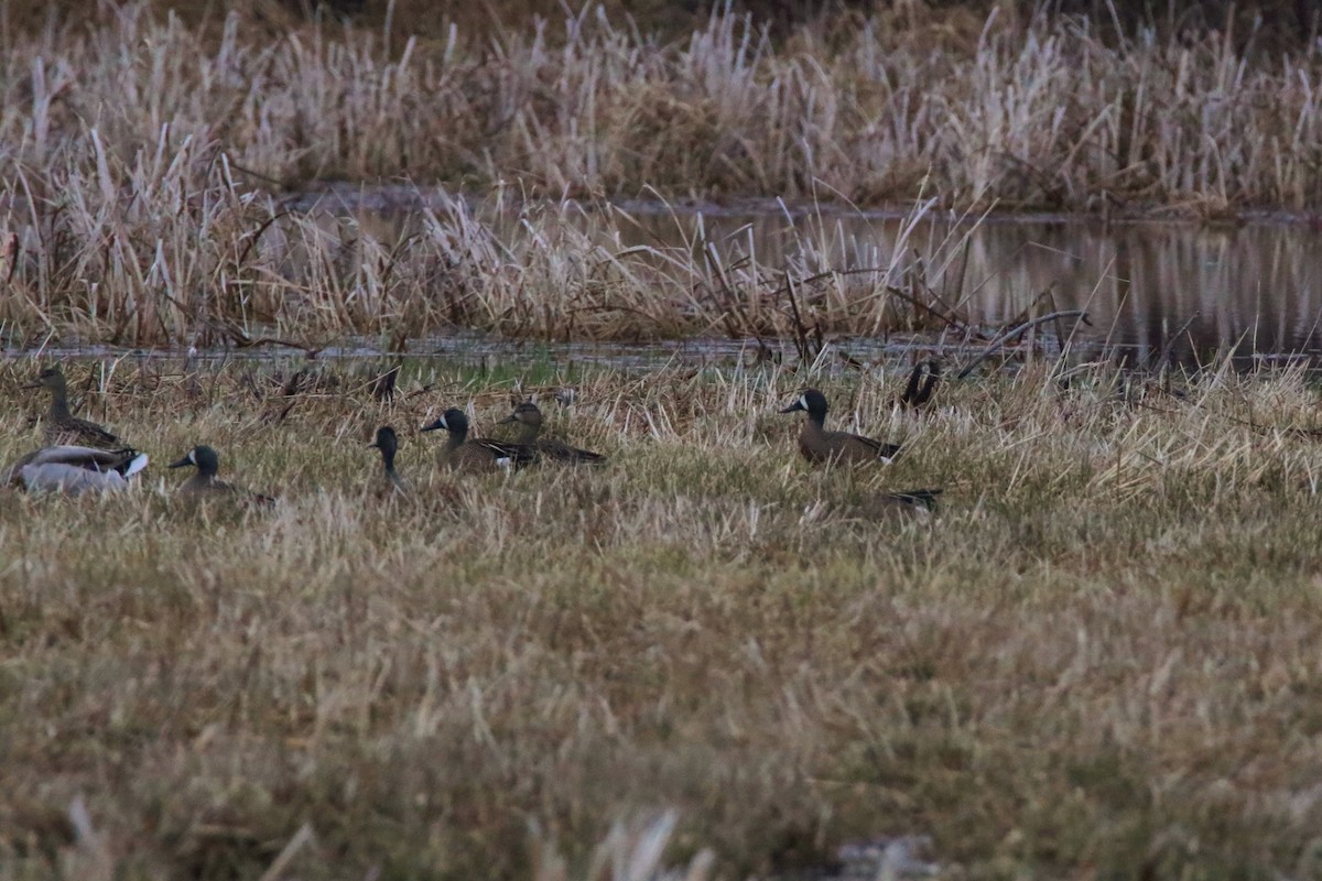 Blue-winged Teal - Sandy C