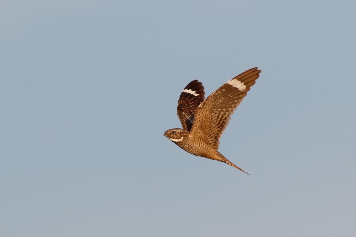 Lesser Nighthawk - Steve Kolbe