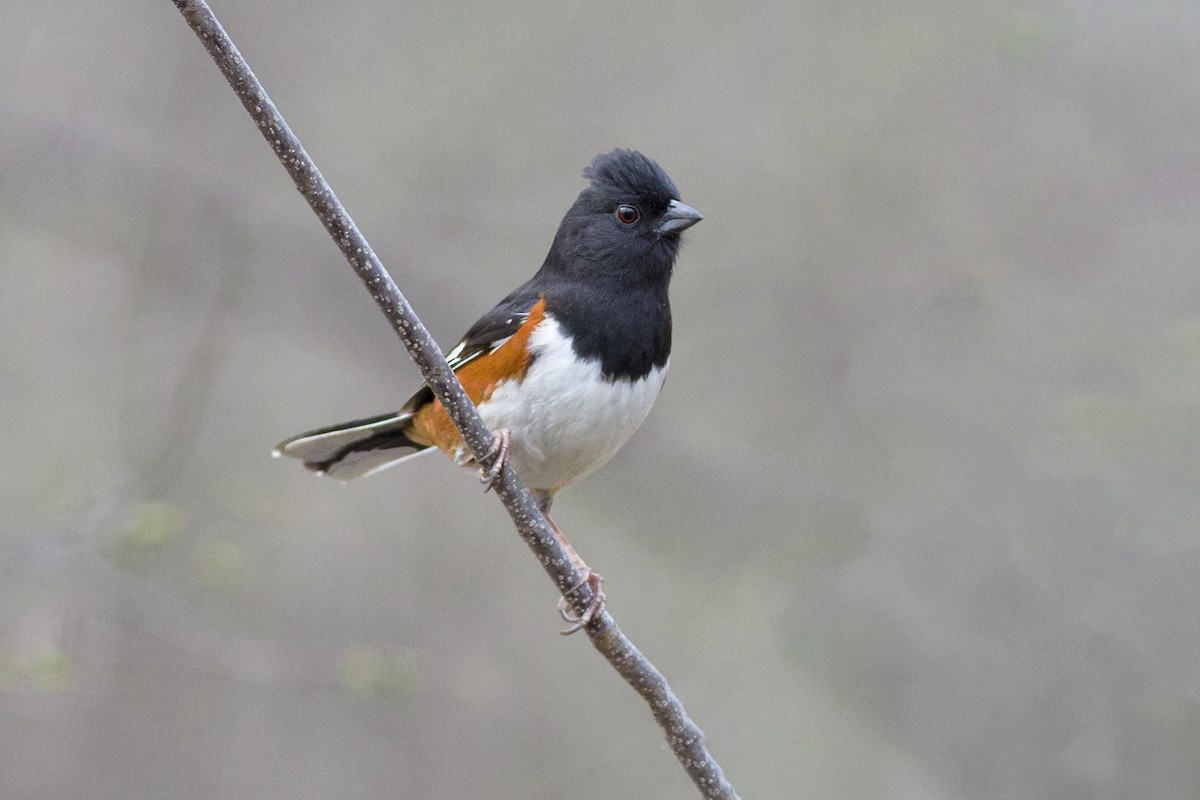 Eastern Towhee - ML94254591