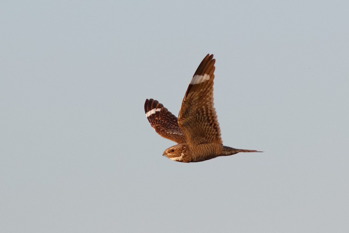 Lesser Nighthawk - Steve Kolbe