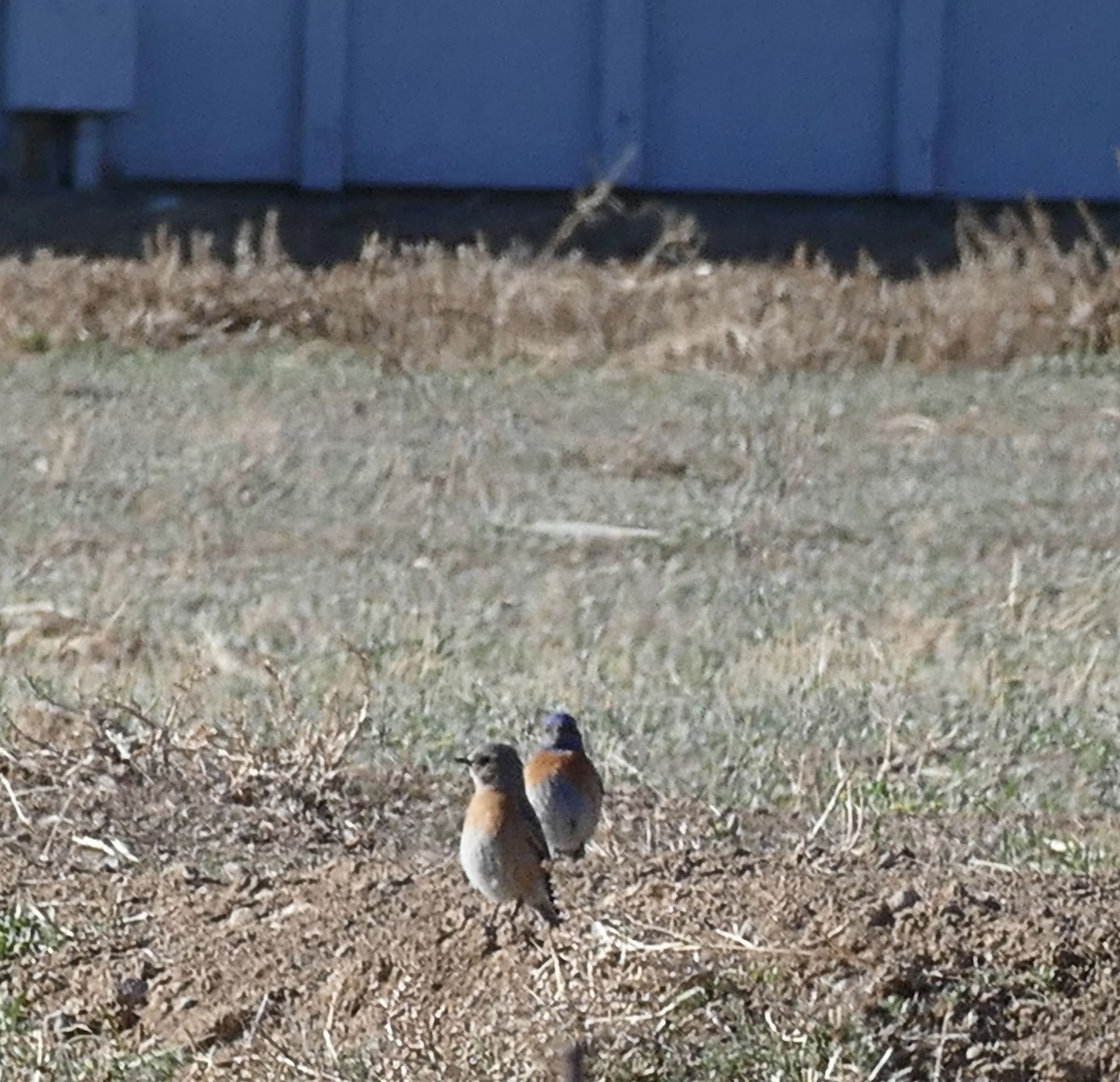 Western Bluebird - ML94257581