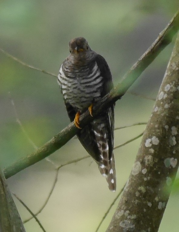 Lesser Cuckoo - Dipu Karuthedathu