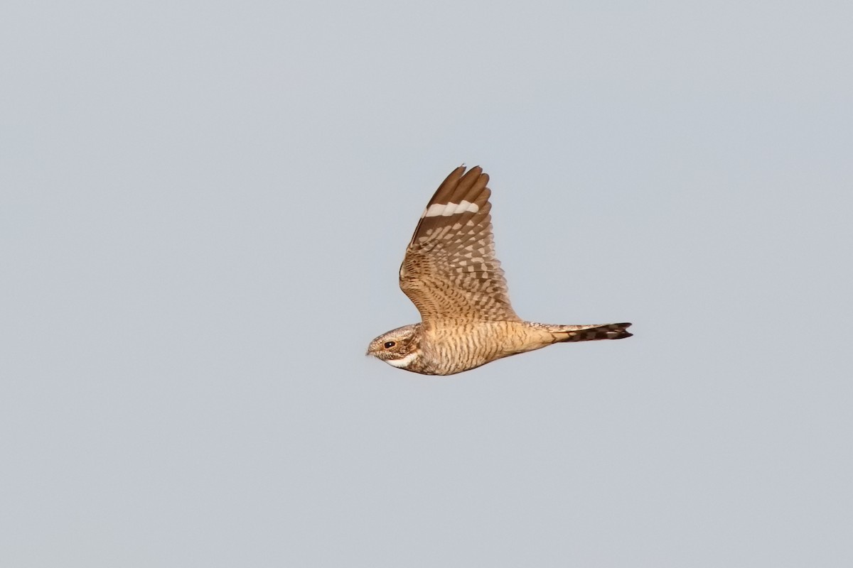 Lesser Nighthawk - Steve Kolbe