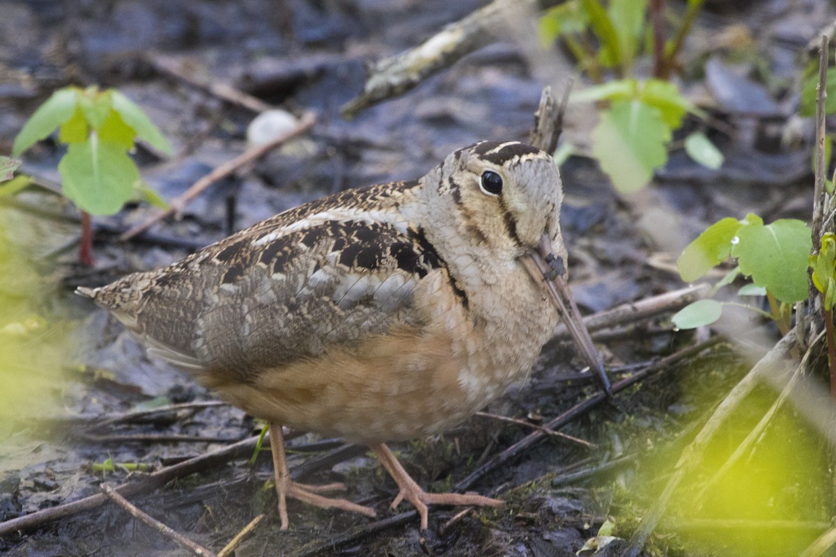 American Woodcock - Michael Bowen