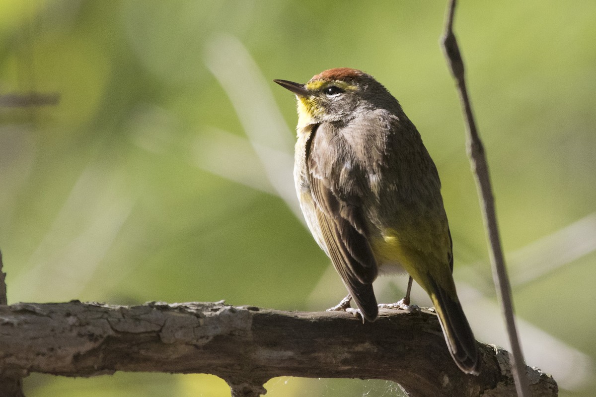 Palm Warbler - Michael Bowen