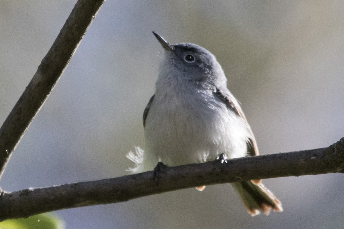 Blue-gray Gnatcatcher - Michael Bowen