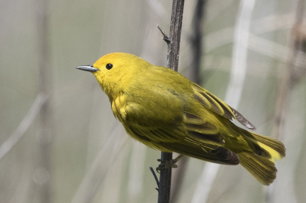 Yellow Warbler - ML94259071