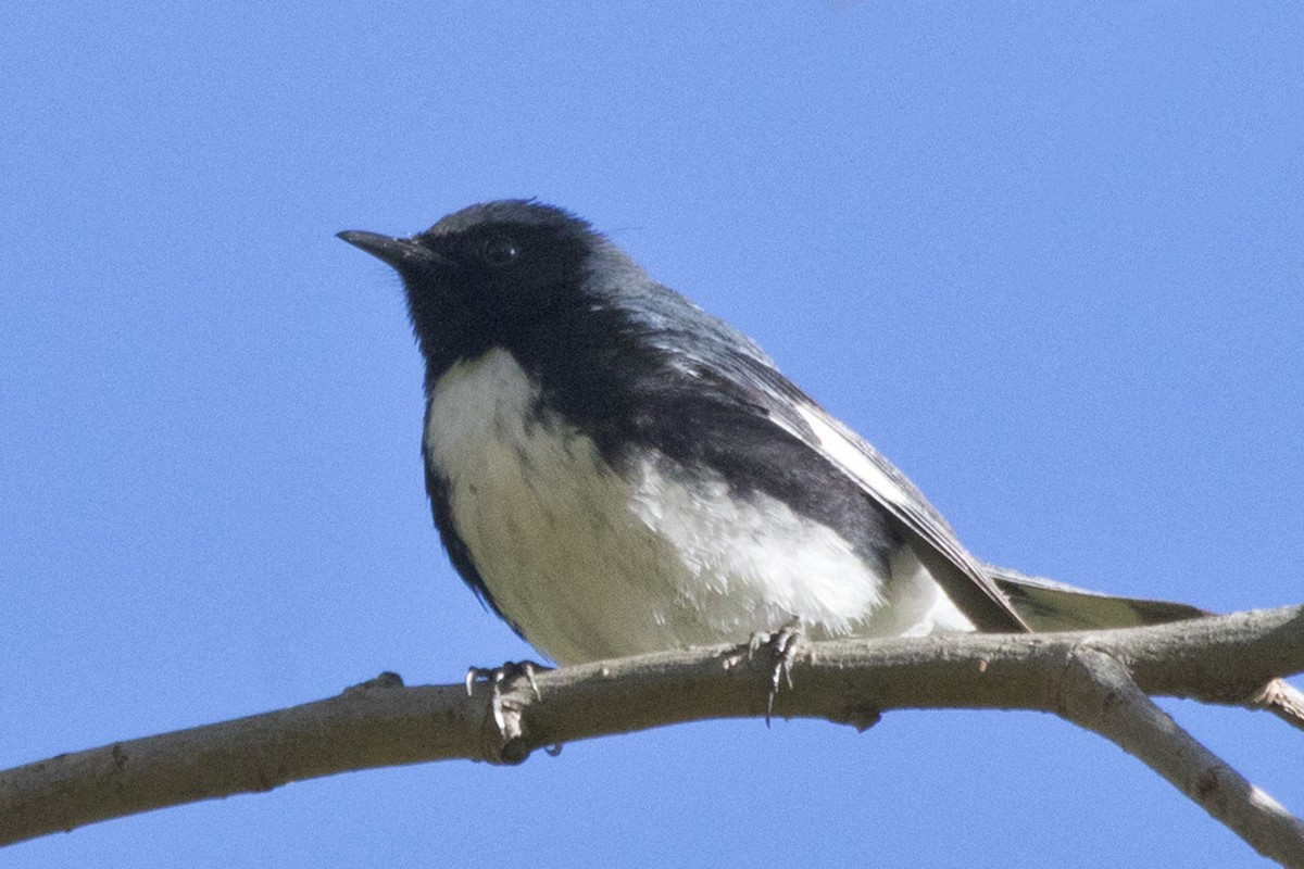 סבכון שחור-גרון - ML94259131