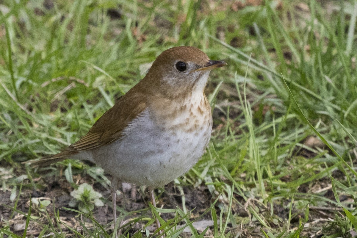 Veery - ML94259301