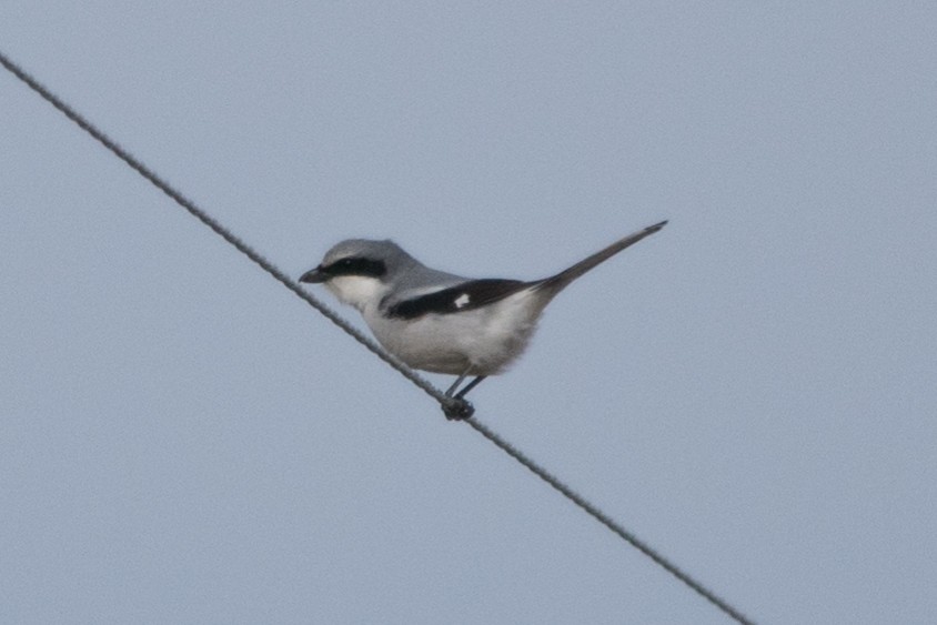Loggerhead Shrike - ML94259321