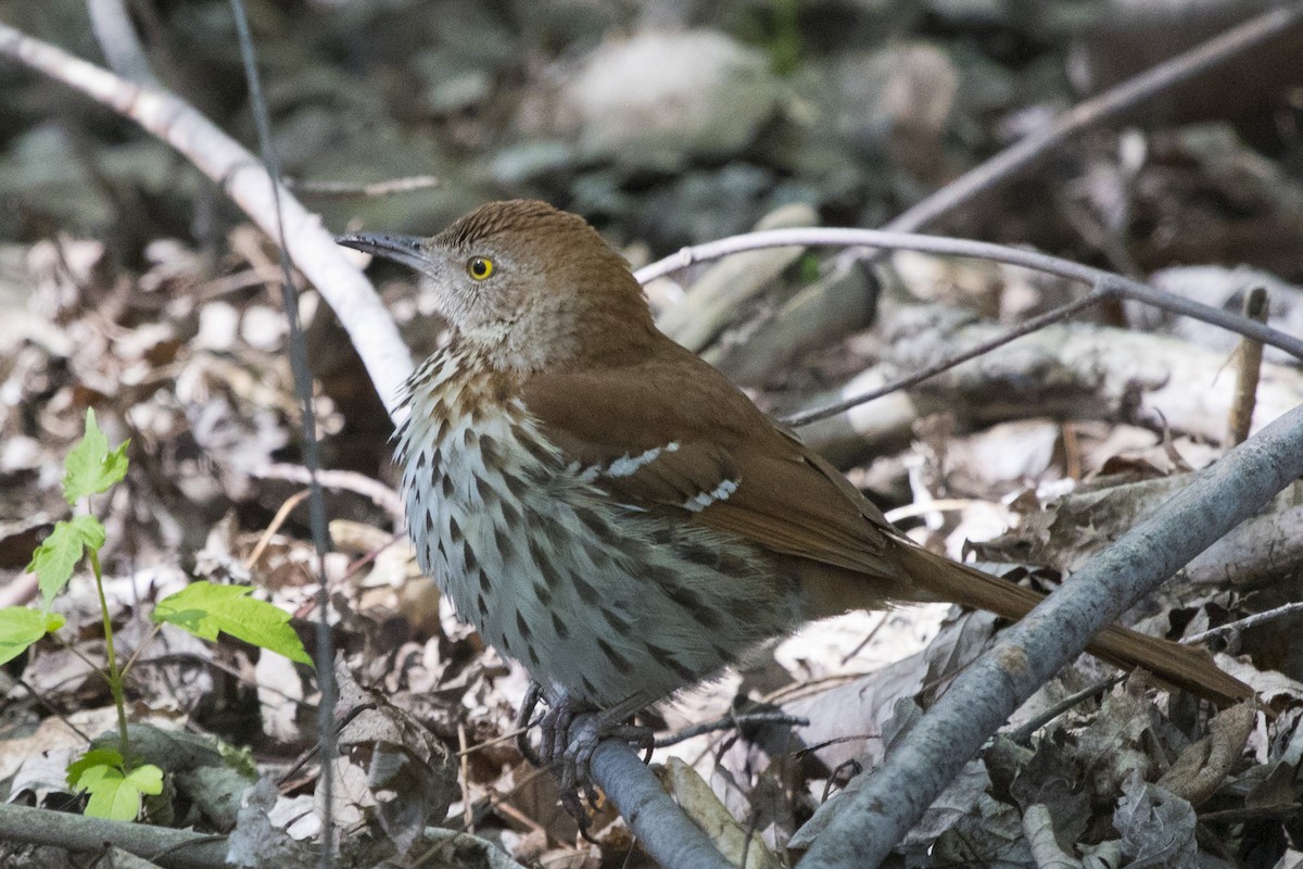 Brown Thrasher - ML94259641