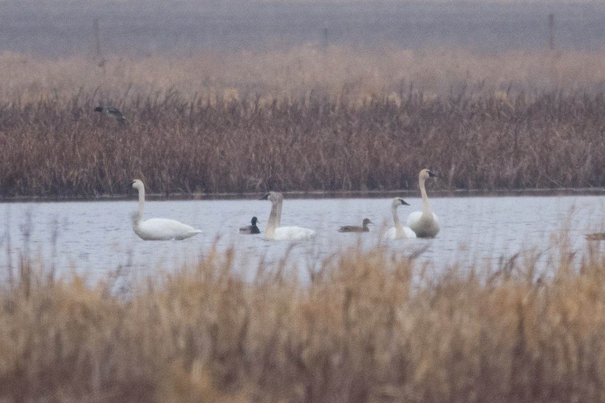 Trumpeter Swan - ML94259681