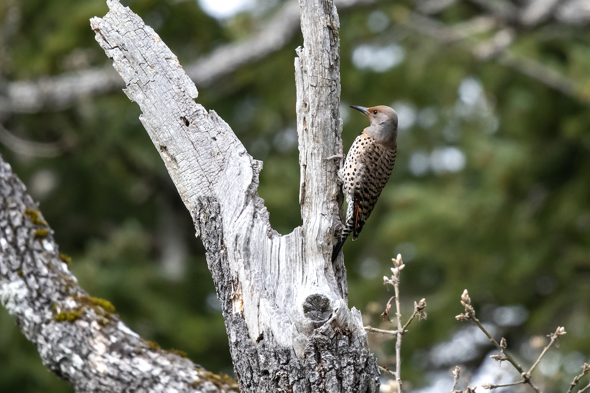 Northern Flicker - David Badke